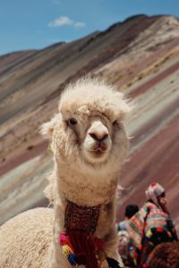 Rainbow Mountain Peru - Alpaca